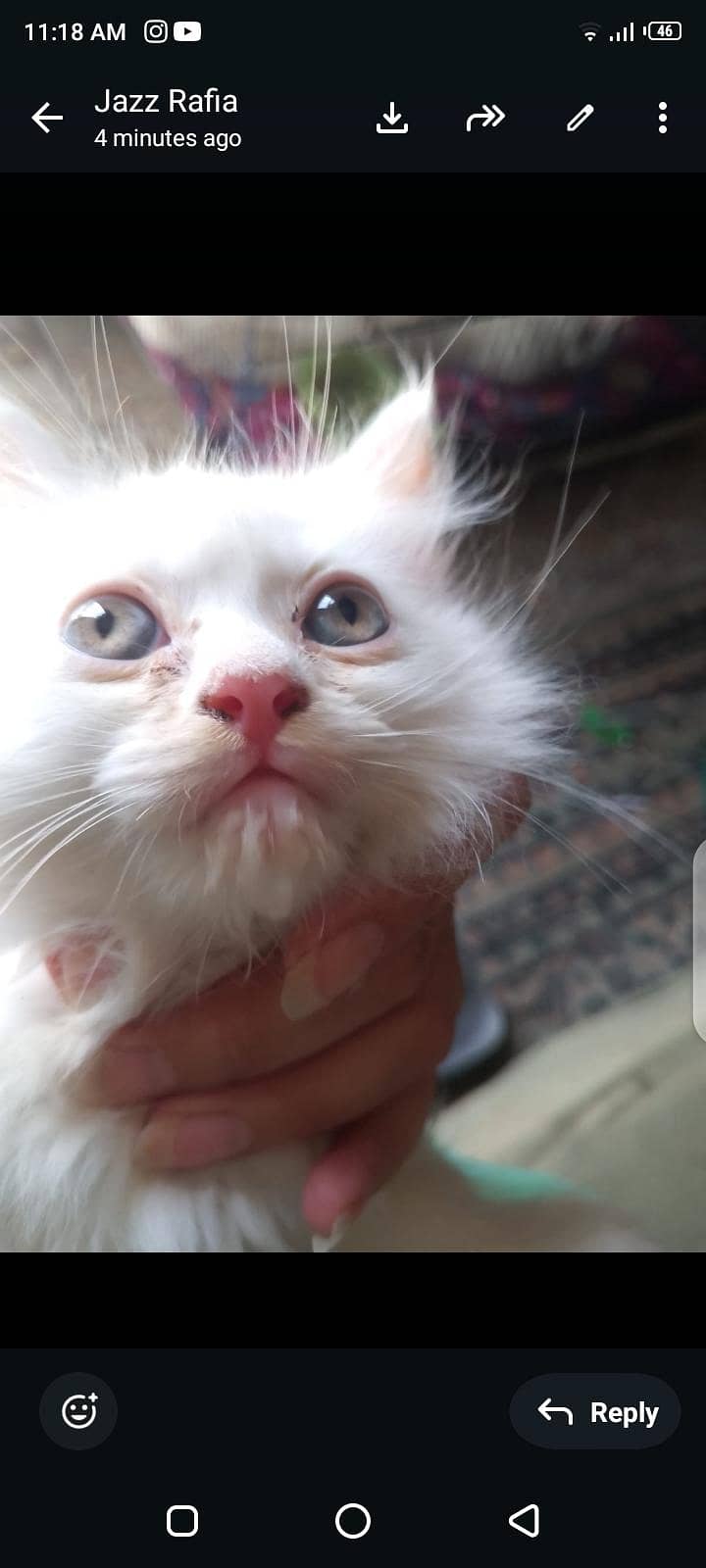 persian 9