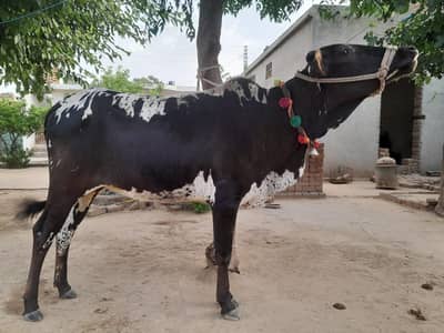bahut he khubsurat wairh Qurbani  k leyai!