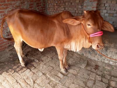 cow for sale