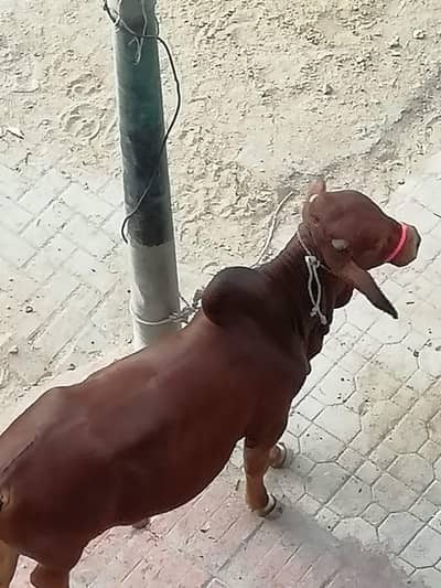 beautiful bull for sale