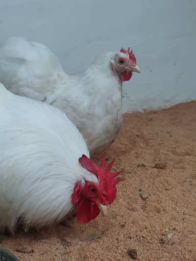 White coachin bantam