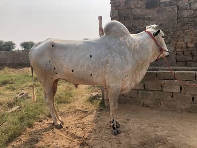 Qurbani ka janwar