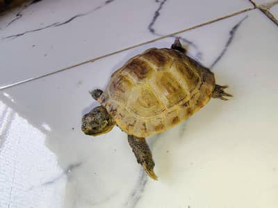 Russian tortoise Pair 4000