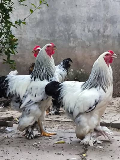 light burhama male avlibale for sale