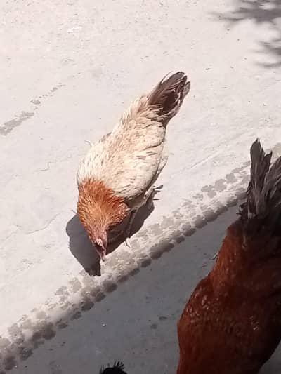 Golden/Red Roaster