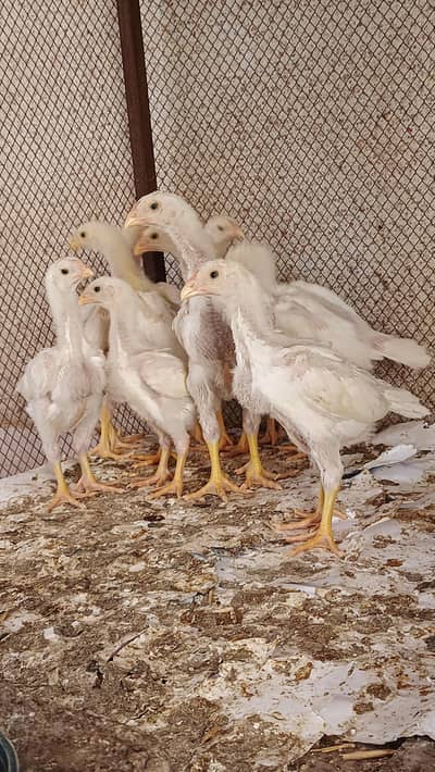 Top Quality White O Shamo chicks