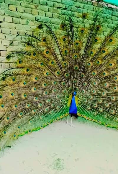 Black shoulder peacock chicks for sale