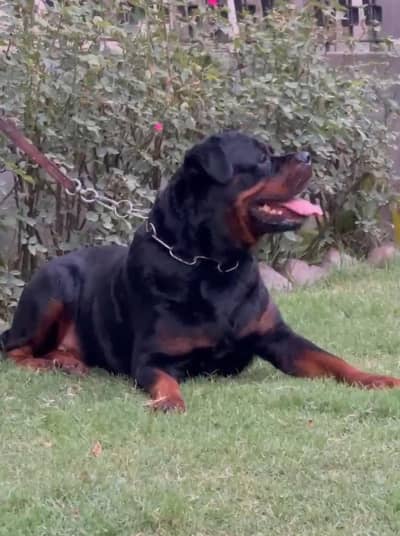 rottwelier top class female