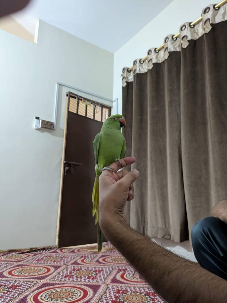ring nack 3
