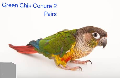 Green Chiks Conure 2 Pairs For Sale Adults And  Breader Pairs