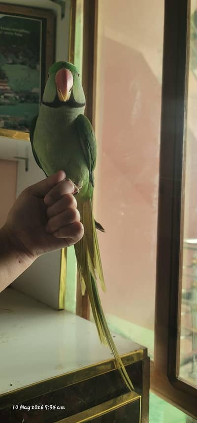 Kashmiri Raw Parrot