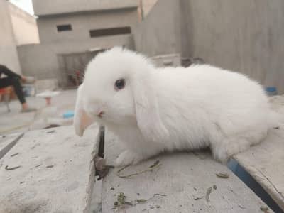 Holland Lop Rabbit female