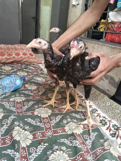 pure quality aseel home breeder