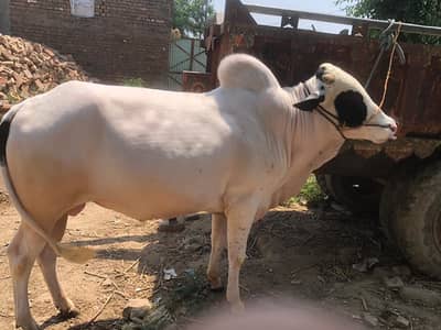 FatehJangi Bull | Bachra | Wacha | Bachra | Qurbani Bail | bull sale