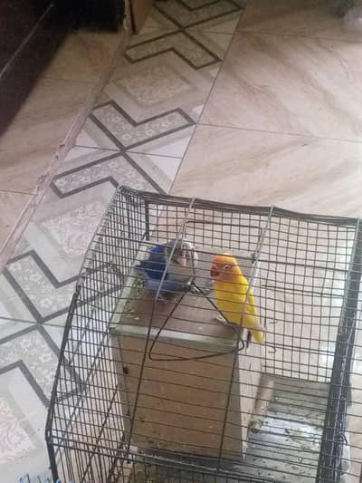 love birds