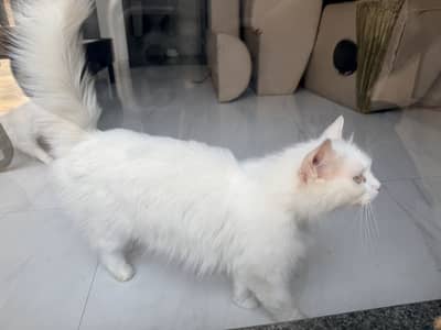 Persian cats