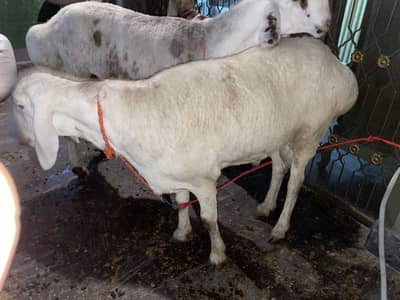 Dumba for sale