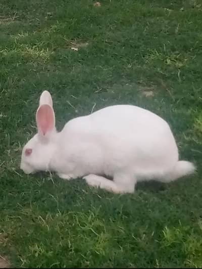 male and female big rabbit for sale