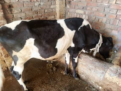 cow | Bchri | Fresian Cow | Australian Cow | Cow For Sale