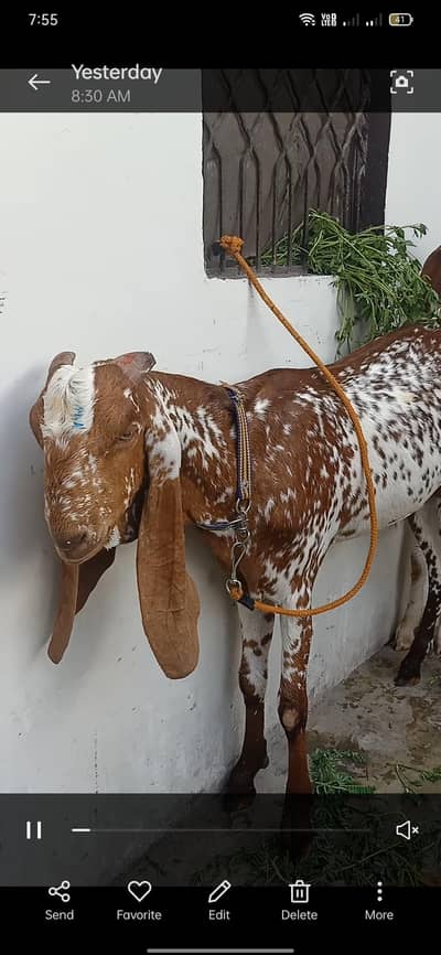 Rajan puri goat big size donda