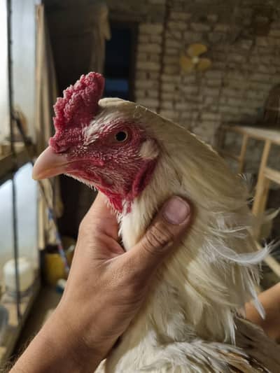 Mia wali male +chicks