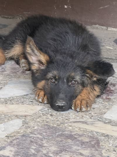 German shepherd male puppy long coat for sale