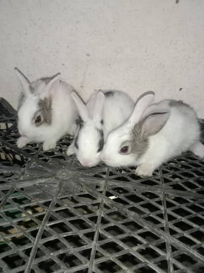 rabbit baby for sale 700 ka piece 03224186572
