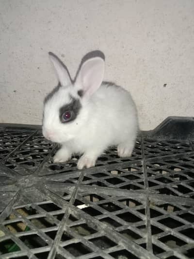 rabbit baby for sale 03224186572