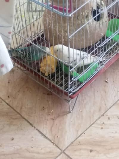 Australian birds