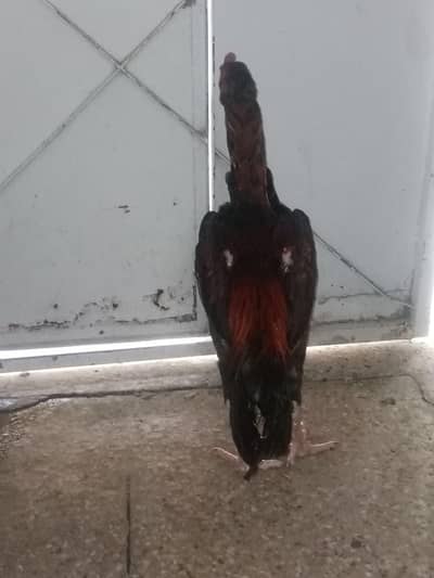 sindhi aseel ghr ka patha