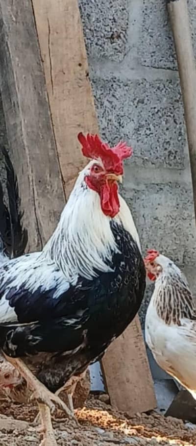 hens/ dandarawi hens | fancy hens | dandarawi chicken/hens