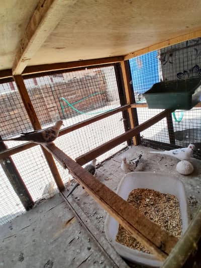 simpel Dove or pied Dove available for sale