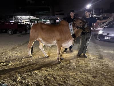 Cow for sale 2 daant