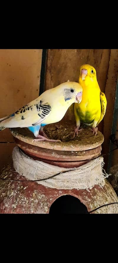 High Quality Australian Parrots