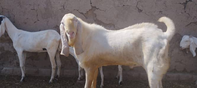Desi BAKRA