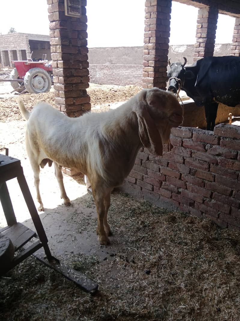Desi BAKRA with 100 KG Saafi GHOST 1