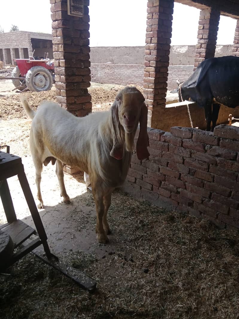 Desi BAKRA with 100 KG Saafi GHOST 2