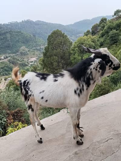 for sale EiD e qurban