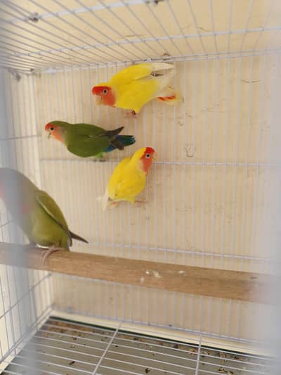 Love Birds with cage [0300/498/943]