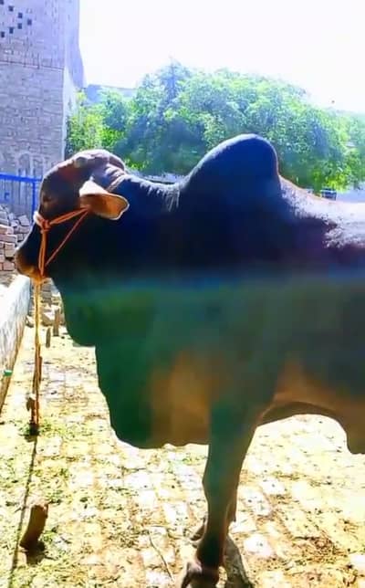 bull for sale demand 450000