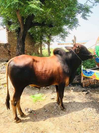 Sahiwal Wacha | Bachra | Qurbani 2026 bull | Bull For sale