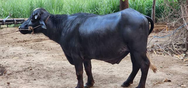 Male Bafflo ( katta ) For sale