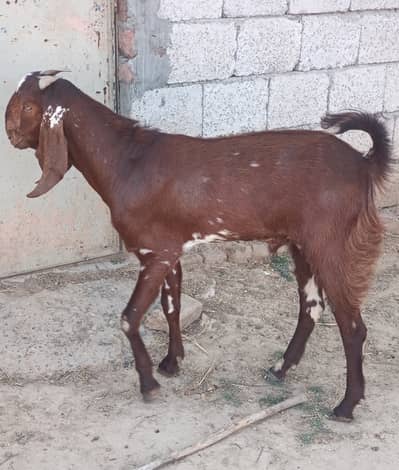 Qurbani k liye khubsurat bakra