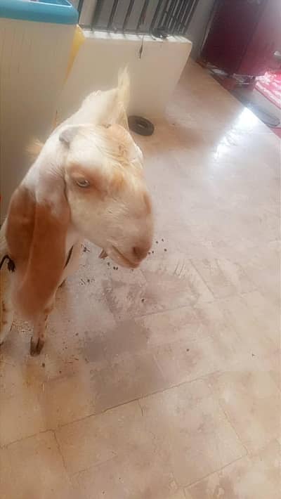 qurbane bakra