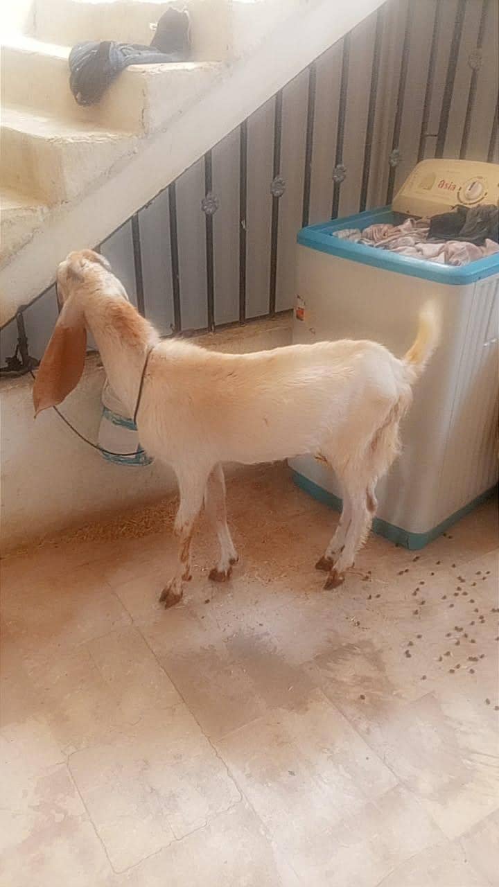 qurbane bakra 1