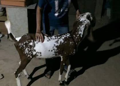 makki chini goat 