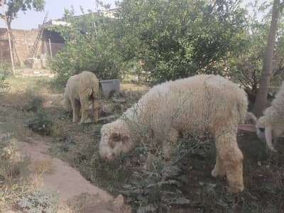 Qurbani chatray available from 55k