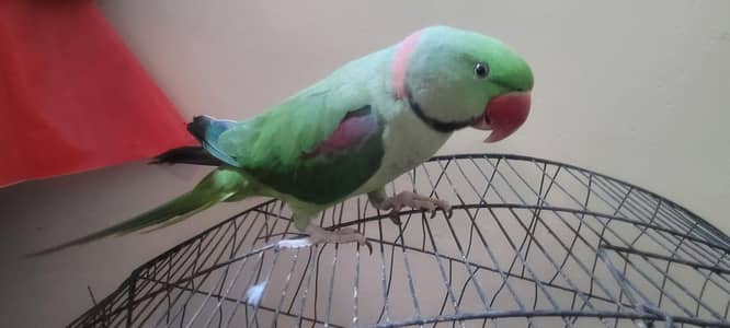 Raw parrot  Male