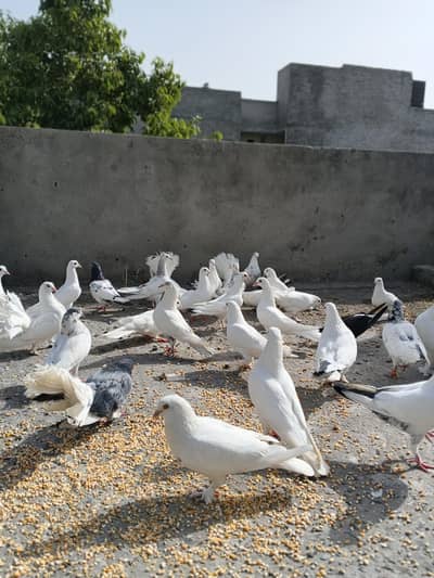 Pigeons For sale kabootar For sale 30 piece all mix, pure white Fancy