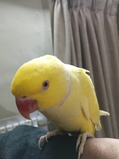yellow Ring neck Male